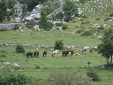 pohoří Biokovo - koně